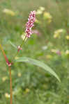 Erect knotweed